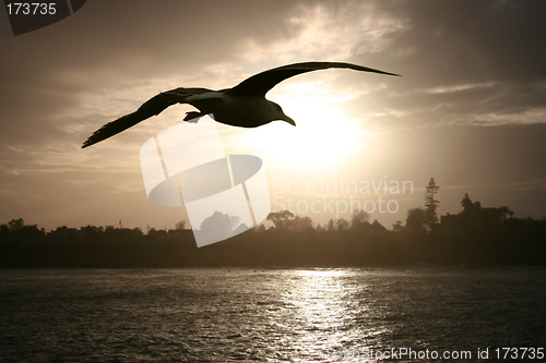 Image of Sea gull at sunset