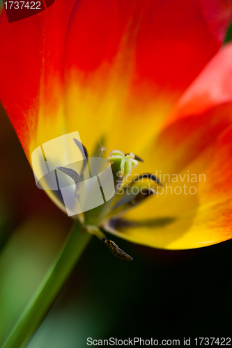 Image of red tulip