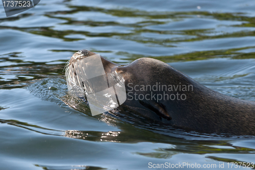 Image of Sea Lion