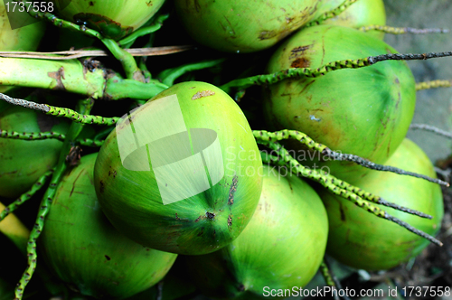 Image of Fresh coconut fruits