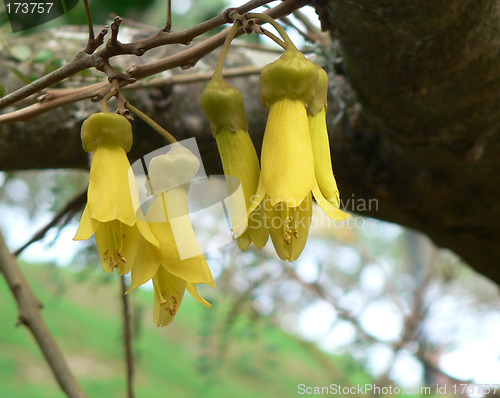 Image of Kowhai Flowers