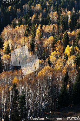 Image of Golden forest in autumn