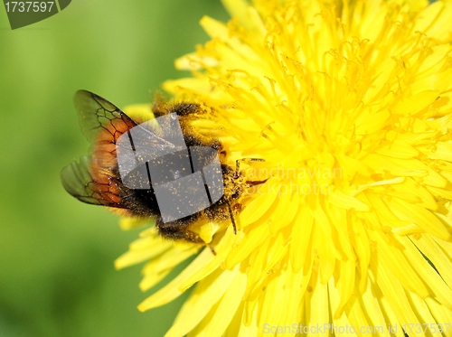 Image of Bumblebee on a dandelion