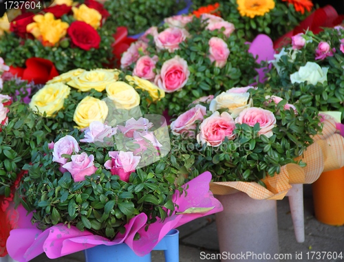 Image of Roses for sale