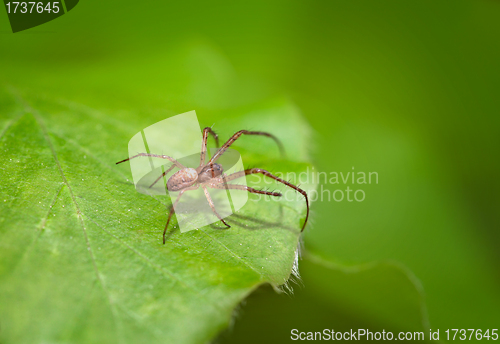 Image of Small spider hunts