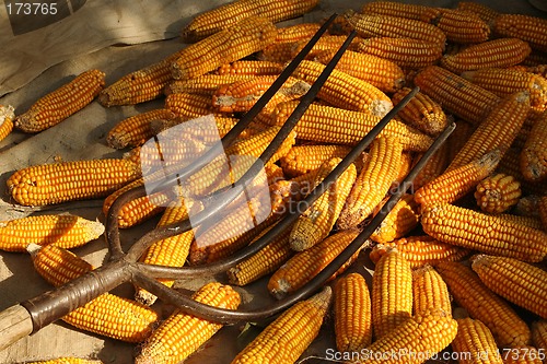 Image of Harvested corn with a pitch fork on top