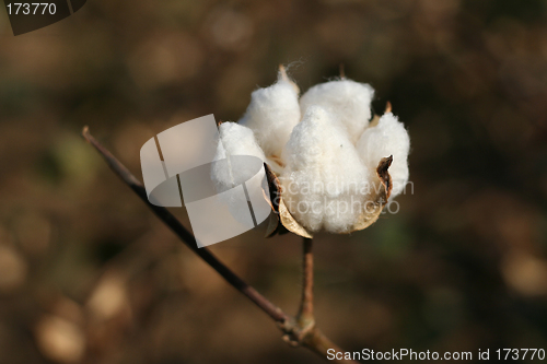 Image of Cotton bud