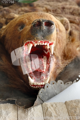 Image of brown bear trophy