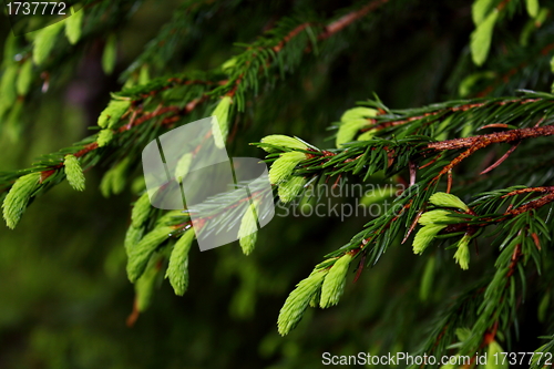 Image of spruce buds