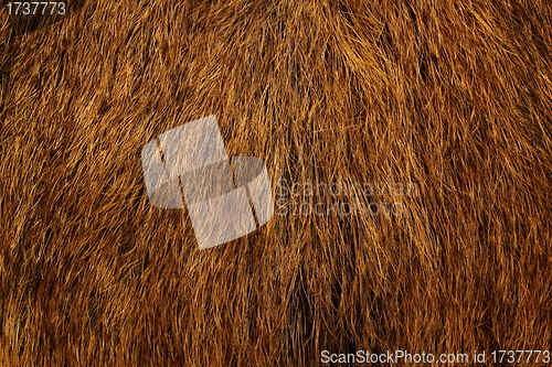 Image of wild boar fur