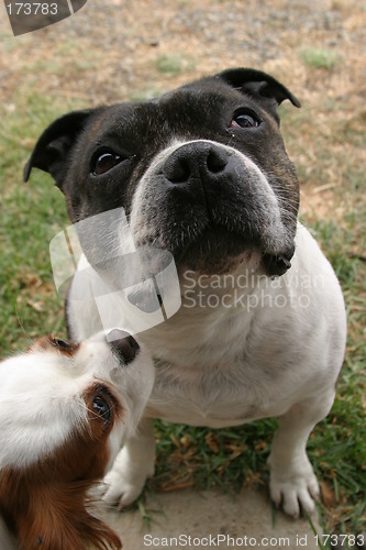 Image of Small dog peering up at larger dog