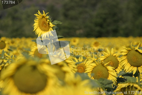 Image of Tall sunflower standing above the crop