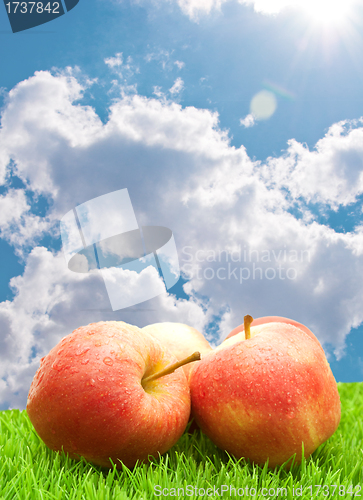 Image of Red Apples on Grass	