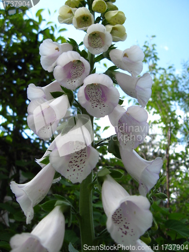 Image of White bluebell