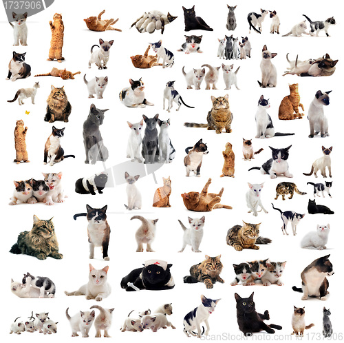 Image of cats in studio