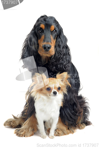 Image of cocker spaniel and chihuahua