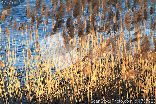 Image of Reed in Frozen Lake