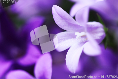 Image of Campanula Bellflowers