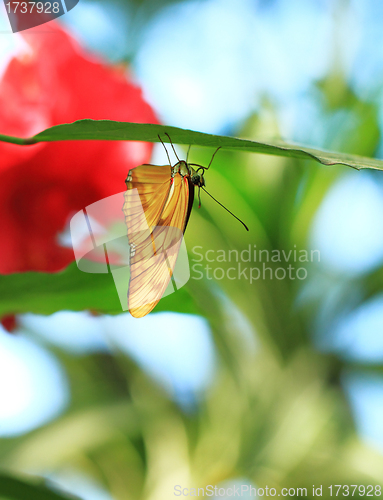 Image of Yellow butterfly 