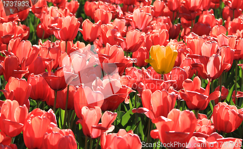 Image of tulip