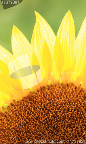 Image of Beautiful yellow Sunflower