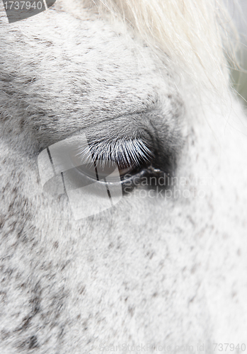 Image of horse eye detail