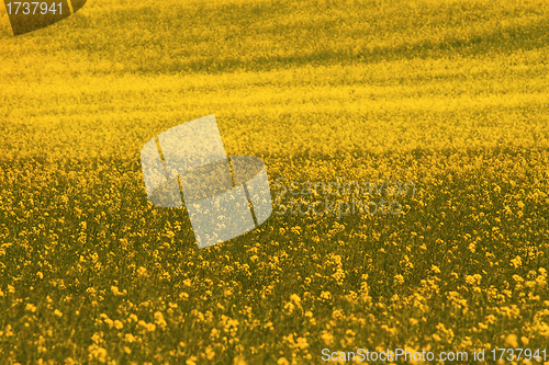 Image of rape field