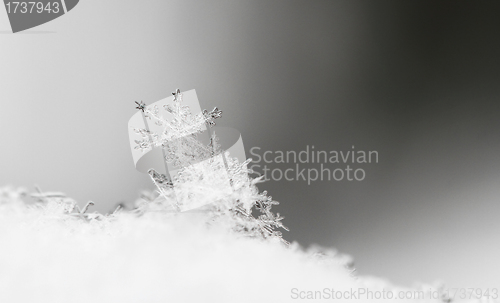 Image of Snowflake in white snow