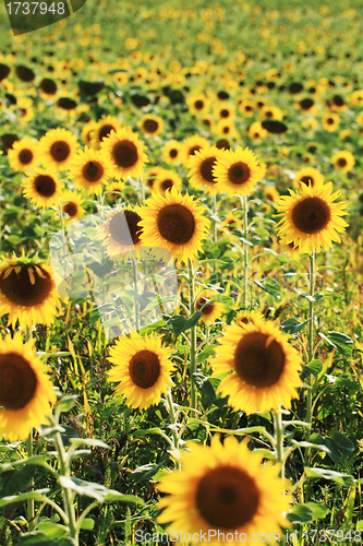Image of Sunflowers field