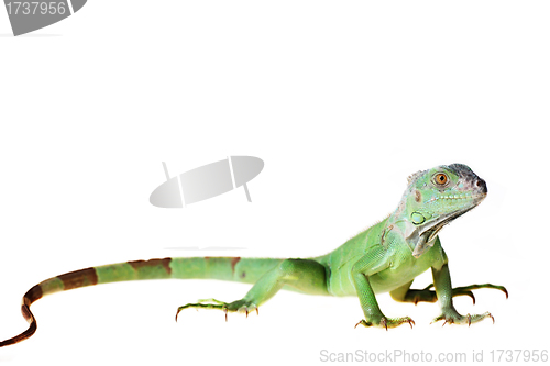 Image of Green iguana 