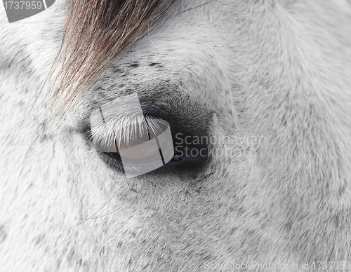 Image of horse eye detail