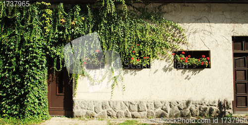 Image of window and flower background