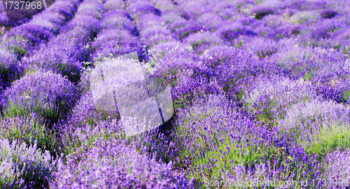 Image of color lavender field