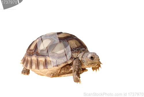 Image of African Spurred Tortoise (Sulcata)