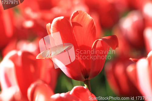 Image of Red tulip