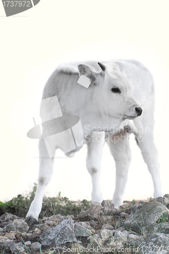 Image of Hungarian grey cattle