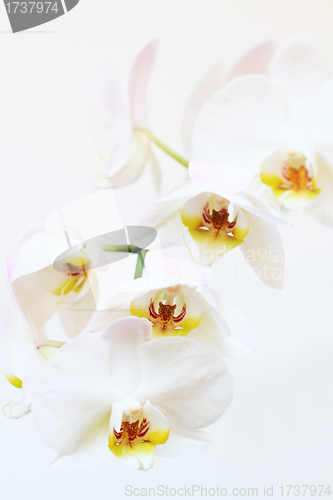 Image of phalaenopsis flower