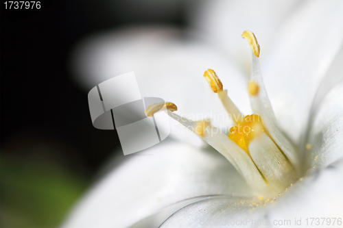 Image of macro of white flower