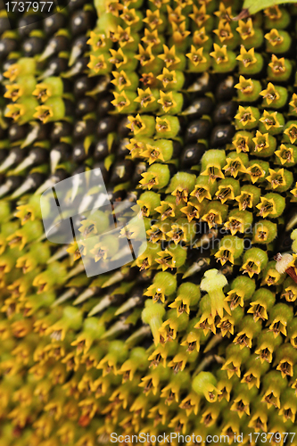 Image of Sunflower seeds