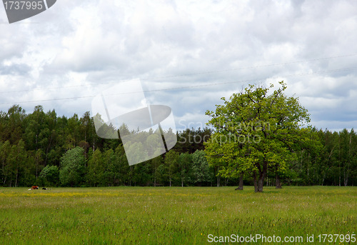 Image of Forest and tree