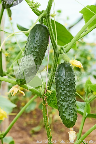 Image of Cucumbers growing in greenhouse