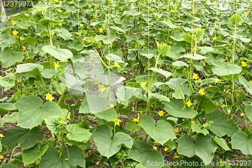 Image of Cucumber plants flowering in greenhouse