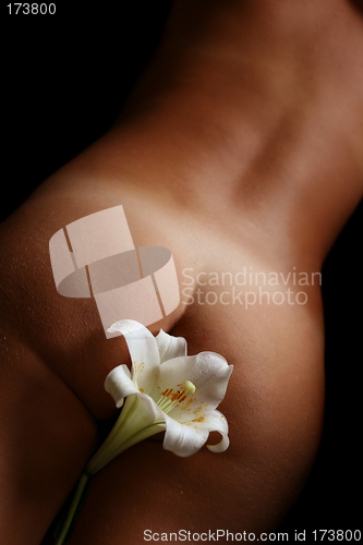 Image of Nude with Lily