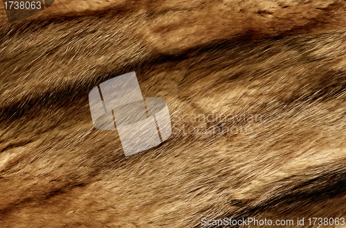 Image of Close up of an animal colored fur texture