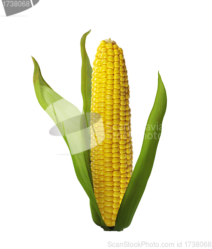 Image of corn isolated on white background