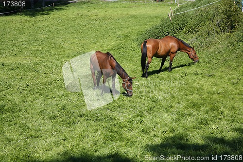 Image of Two horses