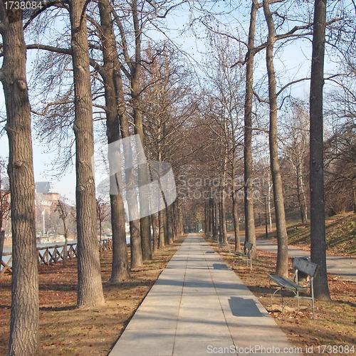 Image of Path among trees