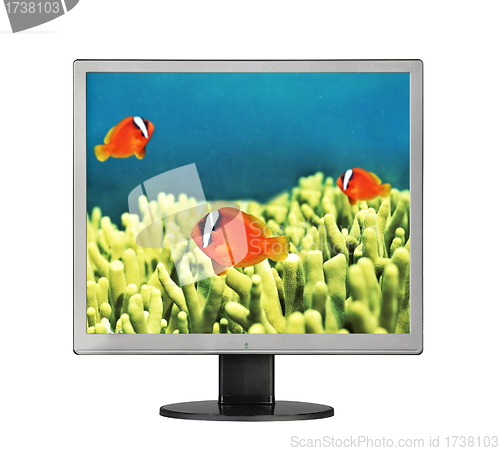 Image of Goldfishes in aquarium in LCD monitor