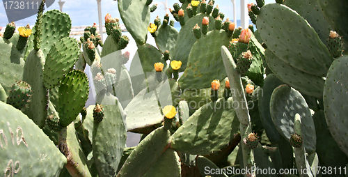 Image of Blooming Prickly Pear or Paddle cactus with yellow flowers