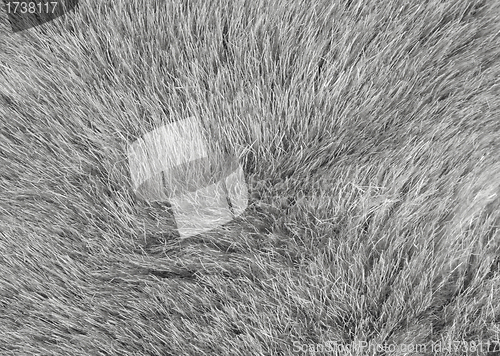 Image of Grey fur background texture
